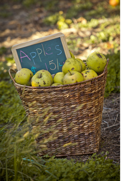 Lewin Farms Engagement
