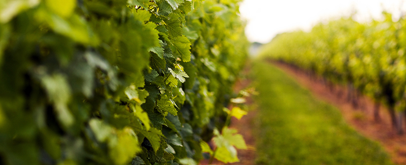 Osprey's Dominion Vineyard Engagement