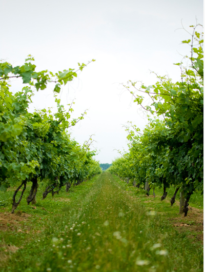 Vineyard Wedding